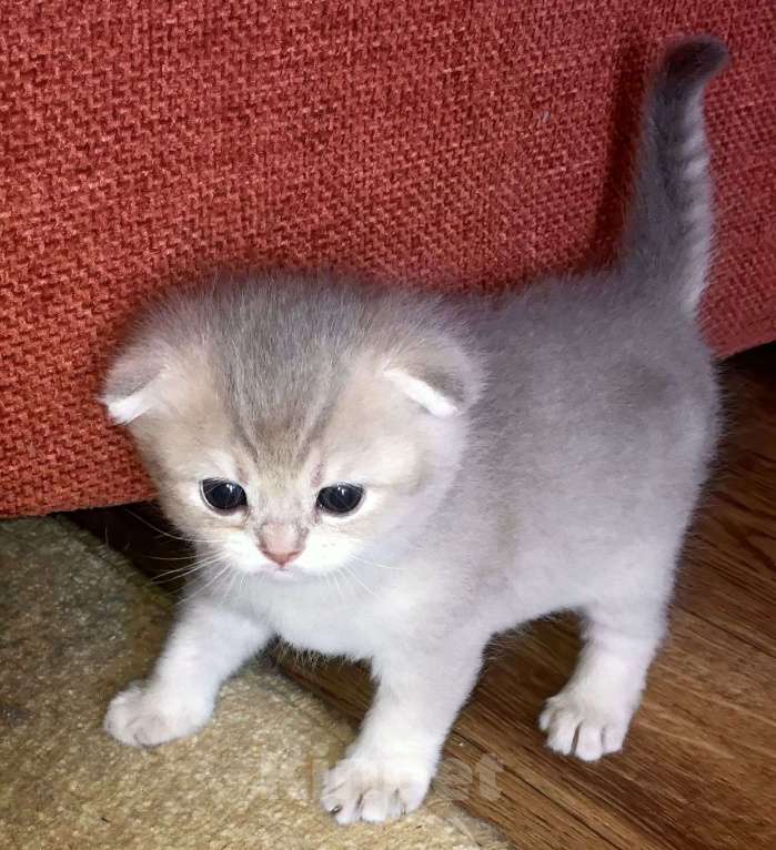 Кошки в Сухиничах: Шотландский вислоухий котенок голубое золото Девочка, 10 000 руб. - фото 3