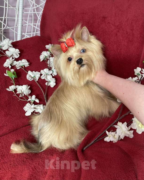 Собаки в Москве: Подрощенный йорк девочка мини голубоглазая Девочка, 100 000 руб. - фото 2