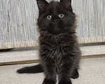 Кошки в Нижнем Новгороде: Котик мейн кун 2 месяца. 40т. Мальчик, 40 000 руб. - фото 2