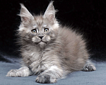 Кошки в Видном: Ласковый мальчишка мейн-кун  Мальчик, 95 000 руб. - фото 4