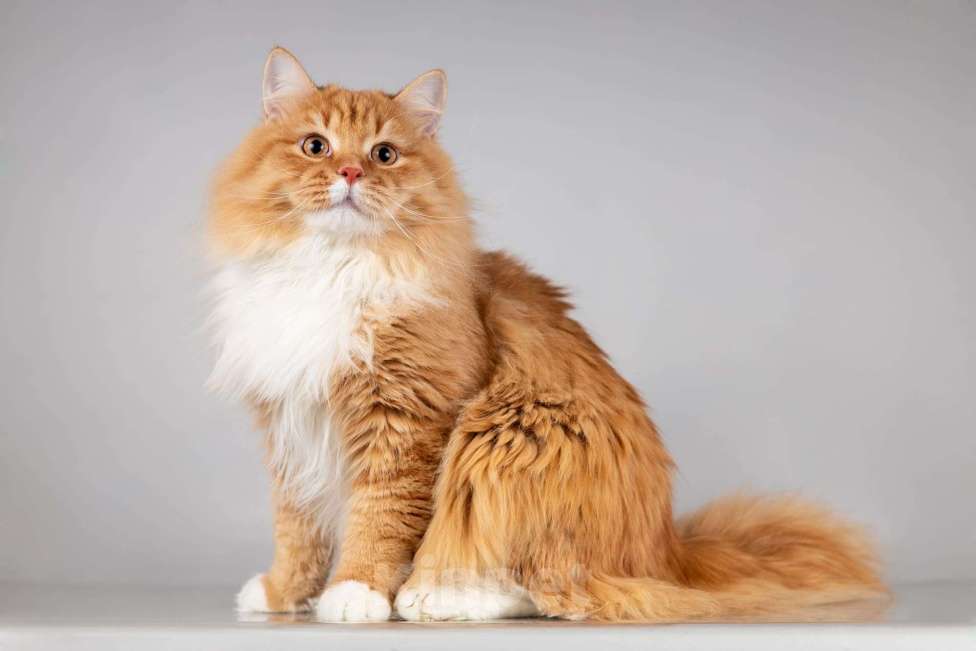 Кошки в Москве: Рыжий котик Пушкин ищет семью. Мальчик, Бесплатно - фото 5