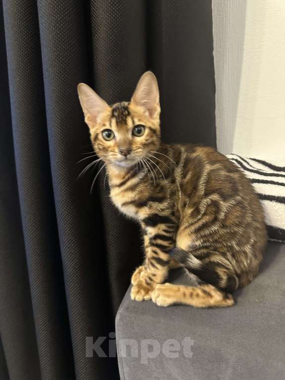 Кошки в Москве: В добрые руки Мальчик, Бесплатно - фото 1