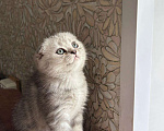 Кошки в Бердске: Продам шотландских котят Мальчик, 10 000 руб. - фото 2
