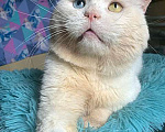 Кошки в Москве: Украшение любого дивана, роскошный ласковый котик Орбит в добрые руки Мальчик, 10 руб. - фото 4