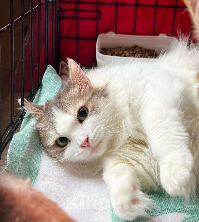 Кошки в Москве: Мелисса – пушистая кошечка в дар заботливым хозяевам Девочка, Бесплатно - фото 7