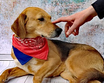 Собаки в Москве: Небольшая собака бесплатно Девочка, 1 руб. - фото 2