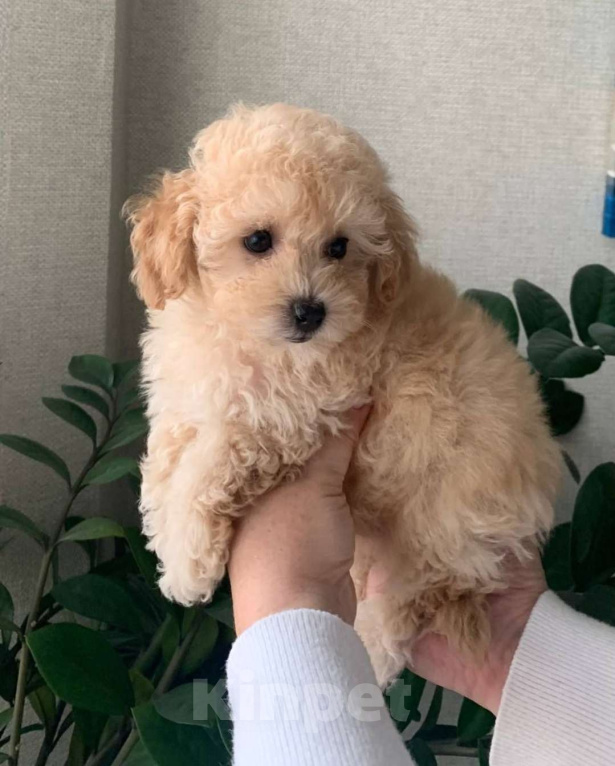 Собаки в Москве: Мальчик мальтипу Мальчик, 130 000 руб. - фото 3