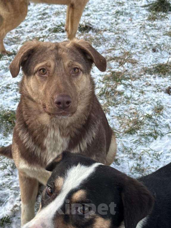 Собаки в других городах Владимирской области: Красивая и очень добрая собака в добрые руки бесплатно Девочка, Бесплатно - фото 6