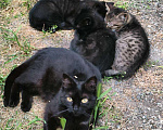 Кошки в Черкесске: Котята а добрые руки Мальчик, Бесплатно - фото 2