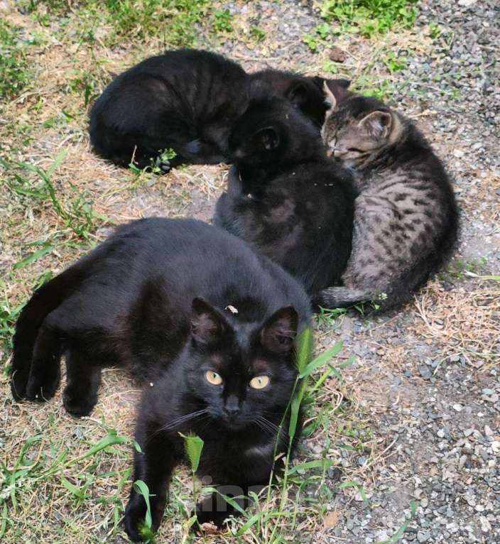 Кошки в Черкесске: Котята а добрые руки Мальчик, Бесплатно - фото 2