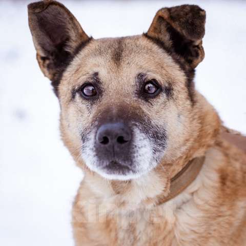 Собаки в Москве: Лепс ищет дом Мальчик, Бесплатно - фото 2