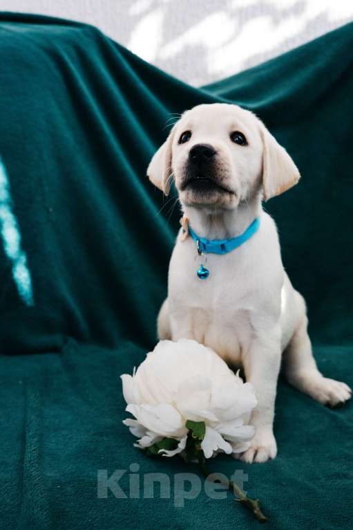 Собаки в Москве: Лабрадор-ретривер, щенок Мальчик, Бесплатно - фото 5