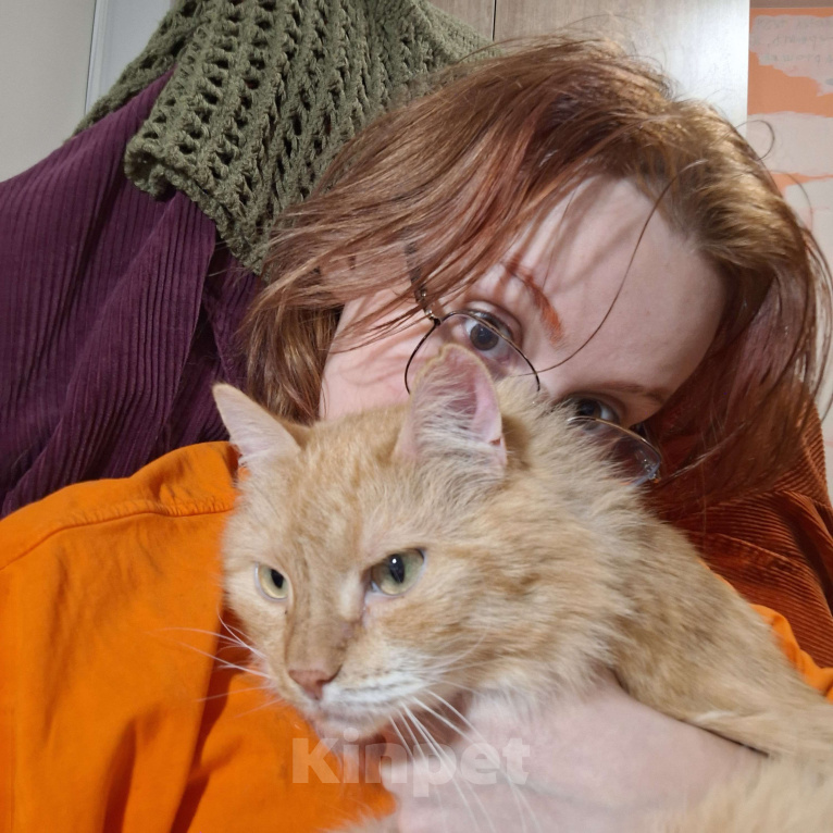 Кошки в Москве: Потерялся кот Мальчик, Бесплатно - фото 2