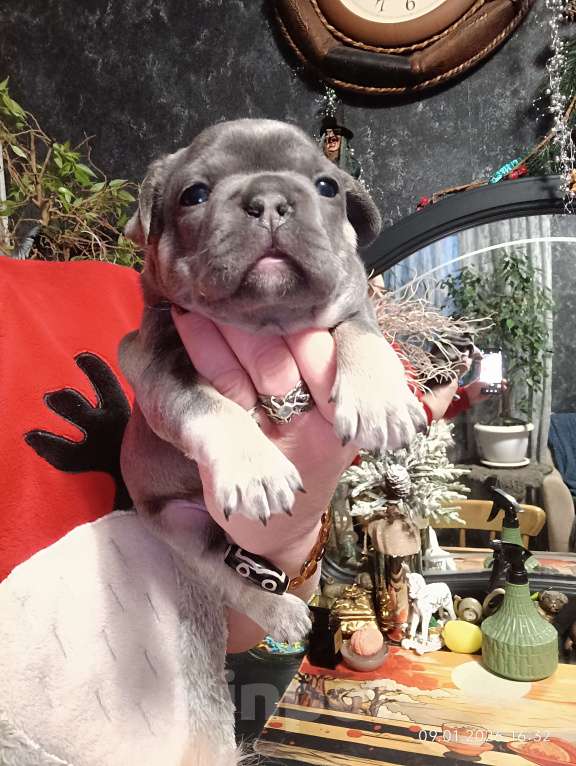 Собаки в Москве: Французские булочки девочки Девочка, 75 000 руб. - фото 1