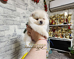 Собаки в Москве: Мини девочка померанского шпица РКФ Девочка, Бесплатно - фото 2