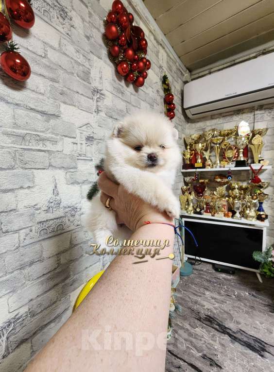 Собаки в Москве: Мини девочка померанского шпица РКФ Девочка, Бесплатно - фото 2