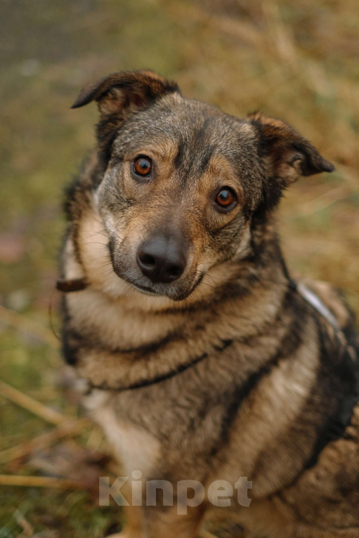 Собаки в Санкт-Петербурге: Уютная Кэрри из приюта Девочка, Бесплатно - фото 1