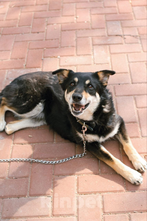 Собаки в Рязани: Никки - спокойная особенная собачка Девочка, Бесплатно - фото 4