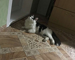 Кошки в Лесосибирске: Потерялся черное-белый кот в Лесосибирске  Мальчик, 500 руб. - фото 2