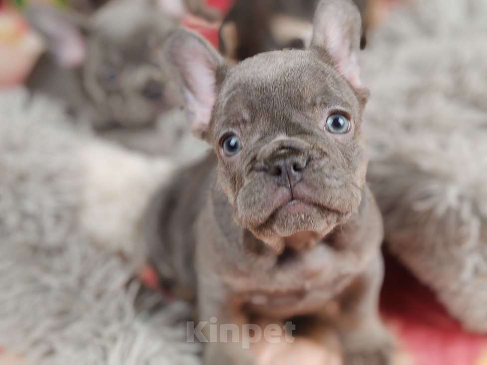 Собаки в Санкт-Петербурге: Шикарный лиловый мальчик  Девочка, 80 000 руб. - фото 5
