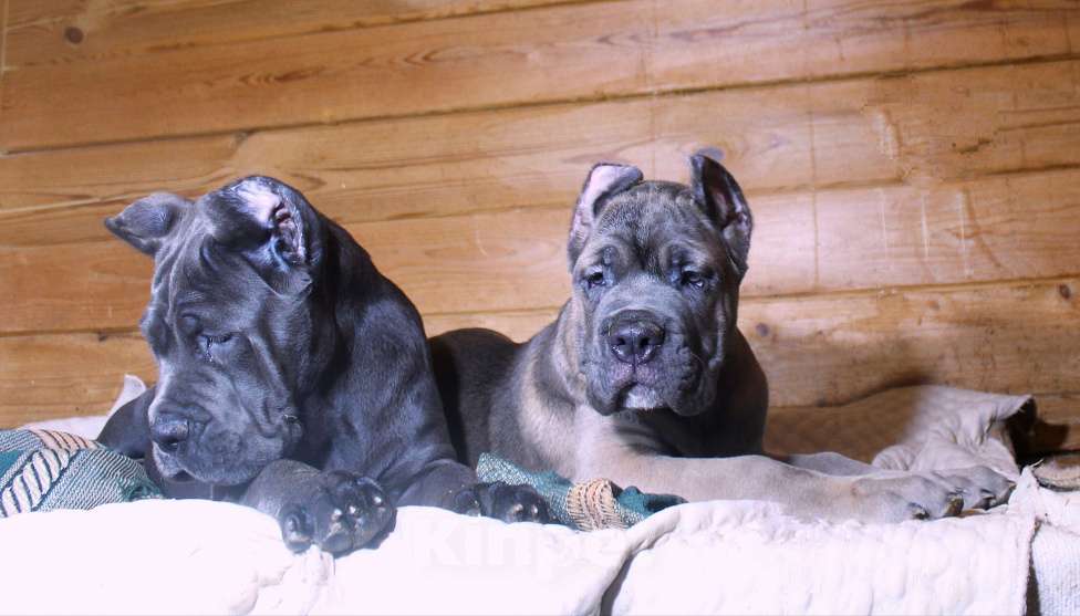 Собаки в Москве: Кане корсо девочка форментино  Девочка, 80 000 руб. - фото 7