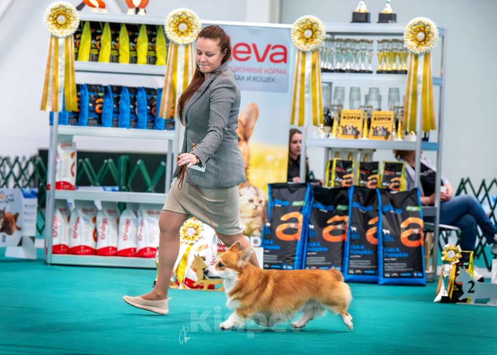 Собаки в Раменском: Производитель Вельш Корги Пемброк  Мальчик, 60 000 руб. - фото 5