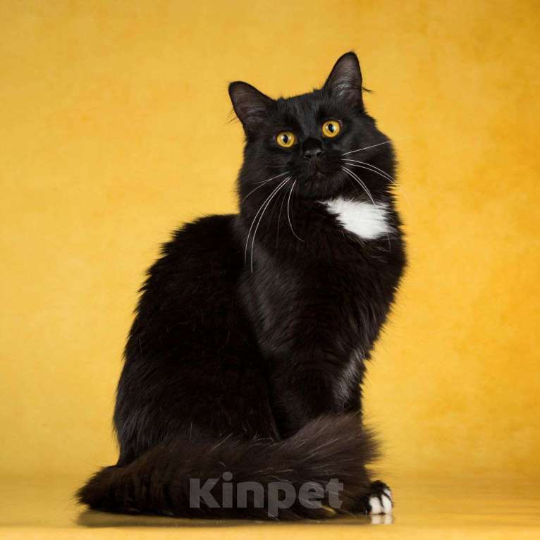 Кошки в Балашихе: Падди Мальчик, Бесплатно - фото 2