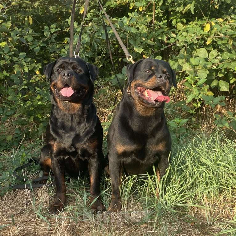 Собаки в Ростове-на-Дону: Элитные щенки ротвейлера  Мальчик, 60 руб. - фото 6