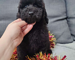 Собаки в других городах Московской области: Щенки пуделя малого и миниатюрного Мальчик, 70 000 руб. - фото 4
