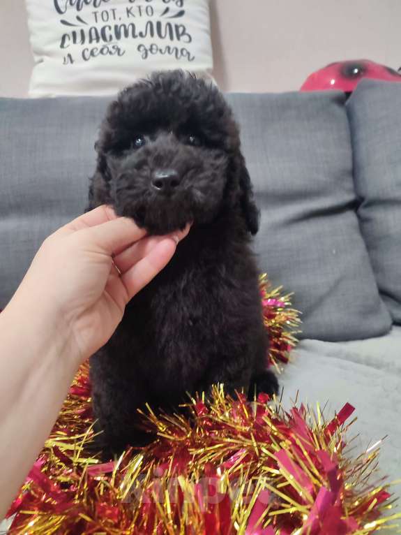 Собаки в других городах Московской области: Щенки пуделя малого и миниатюрного Мальчик, 70 000 руб. - фото 4