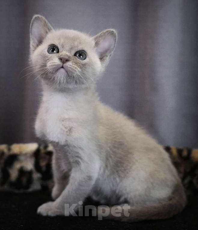 Кошки в Подольске: Котенок Бурмы Мальчик, 50 000 руб. - фото 1