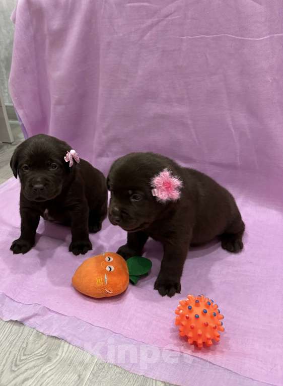 Собаки в Саратове: Щенки лабрадор-ретривер Разнополые, Бесплатно - фото 2