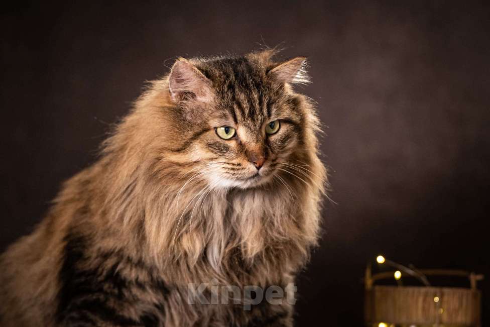 Кошки в Клине: Муфаса — благородный лев в облике кота Мальчик, Бесплатно - фото 3