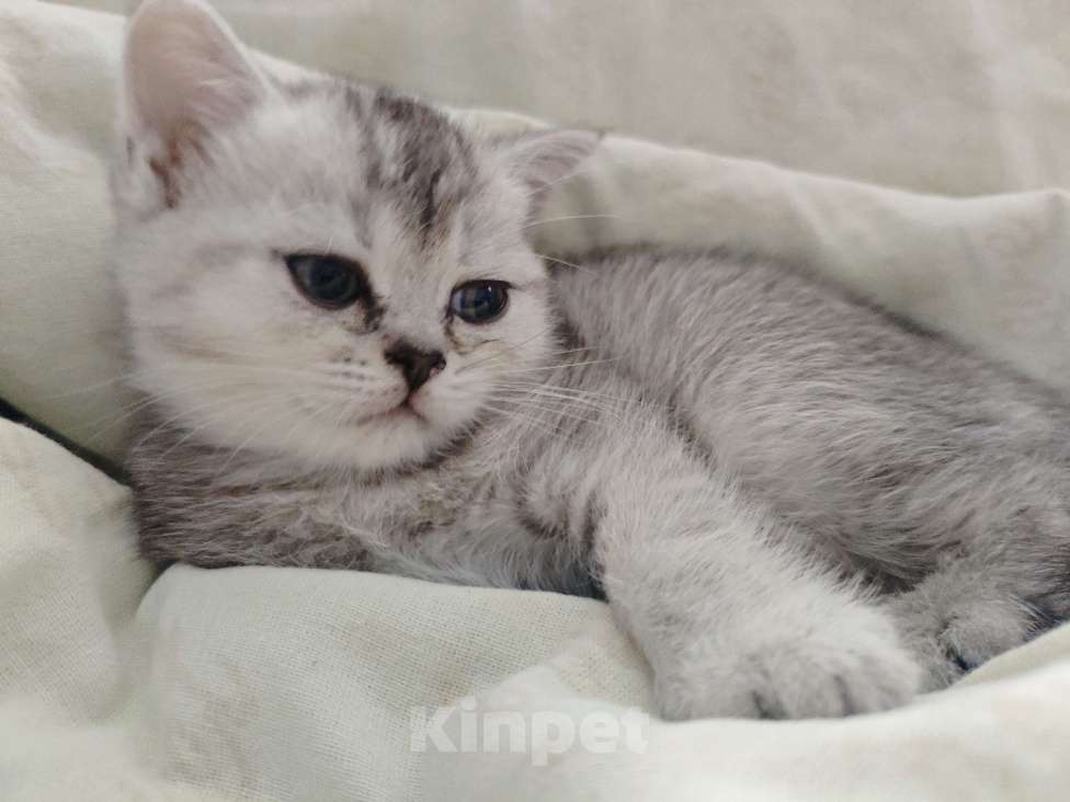 Кошки в Краснодаре: Нюша Девочка, 5 000 руб. - фото 1