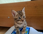 Кошки в Краснодаре: Отдам бесплатно Девочка, Бесплатно - фото 4