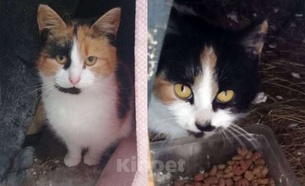Кошки в Москве: Три трехцветных котенка ищут дом Девочка, 1 руб. - фото 3