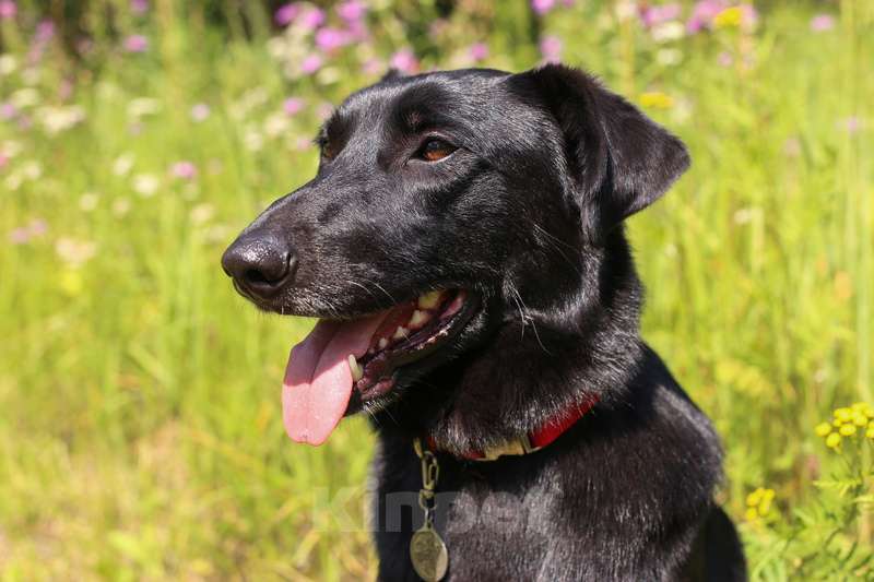 Собаки в Москве: Черный метис лабрадора Мартин в добрые руки Мальчик, Бесплатно - фото 2