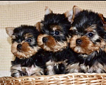 Собаки в Иркутске: Щенки йоркширского терьера Мальчик, 75 000 руб. - фото 1