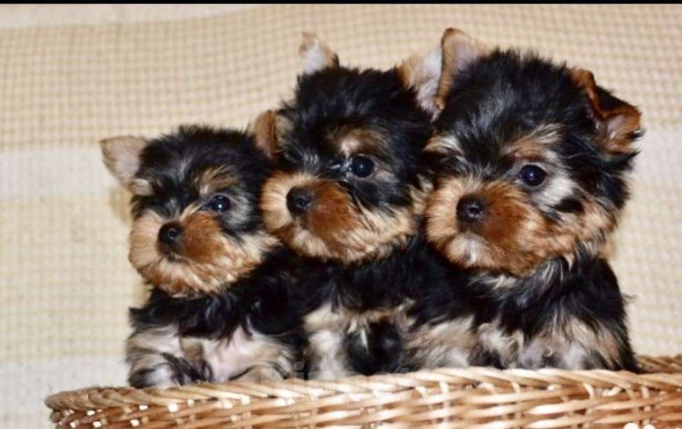 Собаки в Иркутске: Щенки йоркширского терьера Мальчик, 75 000 руб. - фото 1