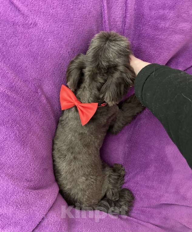 Собаки в Москве: Шоколадный йорк девочка взрослая стандарт Девочка, 50 000 руб. - фото 9
