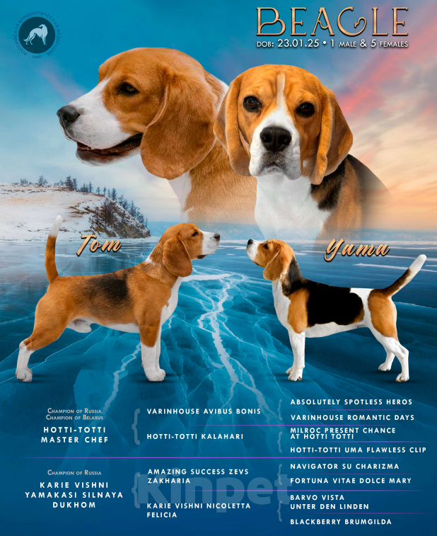 Собаки в Омске: Бигль щенки. РКФ Девочка, 50 000 руб. - фото 4