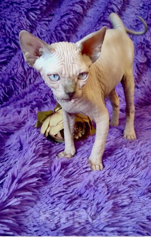 Кошки в Москве: Топовый котёнок канадского сфинкса Мальчик, 35 000 руб. - фото 1