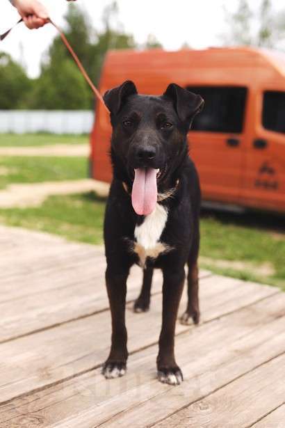 Собаки в Москве: Марвин Мальчик, Бесплатно - фото 2