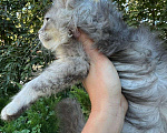 Кошки в Шахте: Котёнок Мейн-кун Мальчик, 60 000 руб. - фото 3