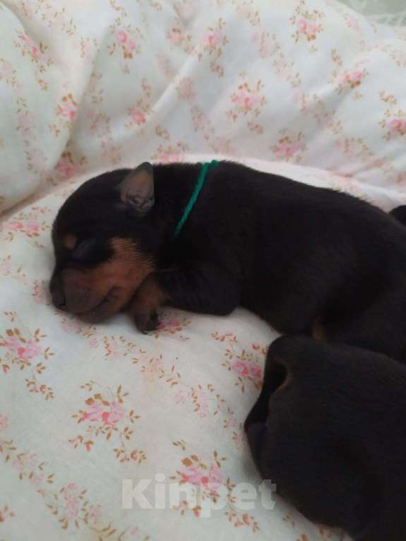 Собаки в Санкт-Петербурге: Щенки цвергпинчер Мальчик, 21 000 руб. - фото 7