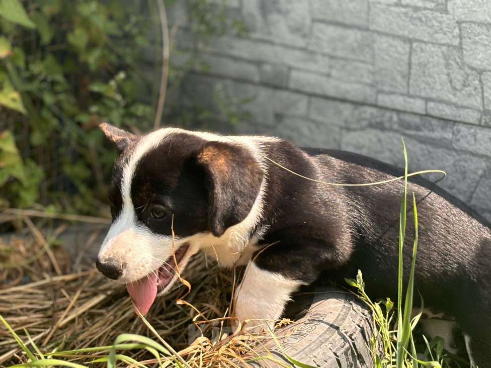 Собаки в Москве: Триколор парень вельш корги кардиган  Мальчик, 30 000 руб. - фото 3