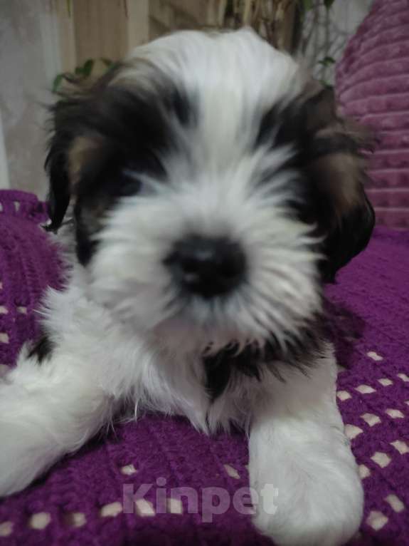 Собаки в Ступино: Девочка  Девочка, 40 000 руб. - фото 2