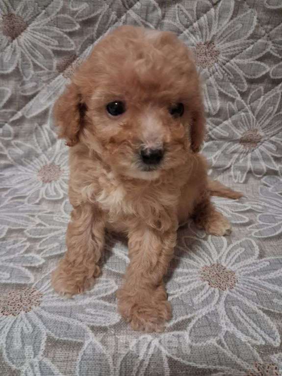 Собаки в Шахте: Кавапу, щенки Девочка, 40 000 руб. - фото 4