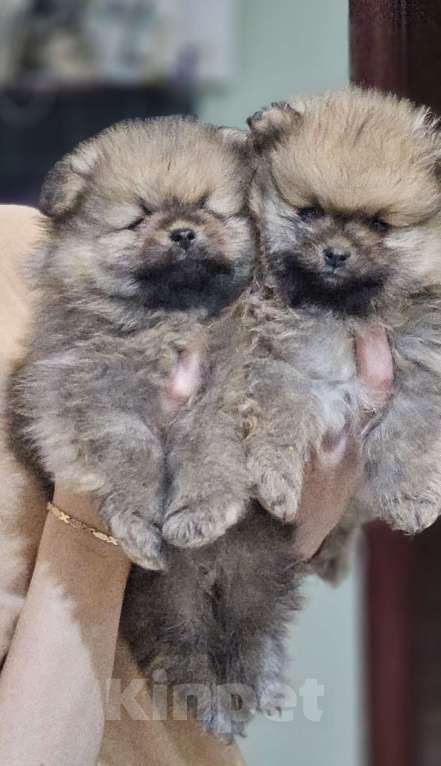 Собаки в других городах Московской области: Щенки шпица Девочка, 30 000 руб. - фото 2