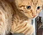 Кошки в Краснодаре: Котята в добрые руки Мальчик, Бесплатно - фото 2